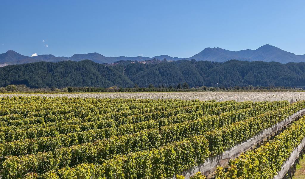 Straw Lodge Vineyard And Boutique Lodging Ренвік Номер фото