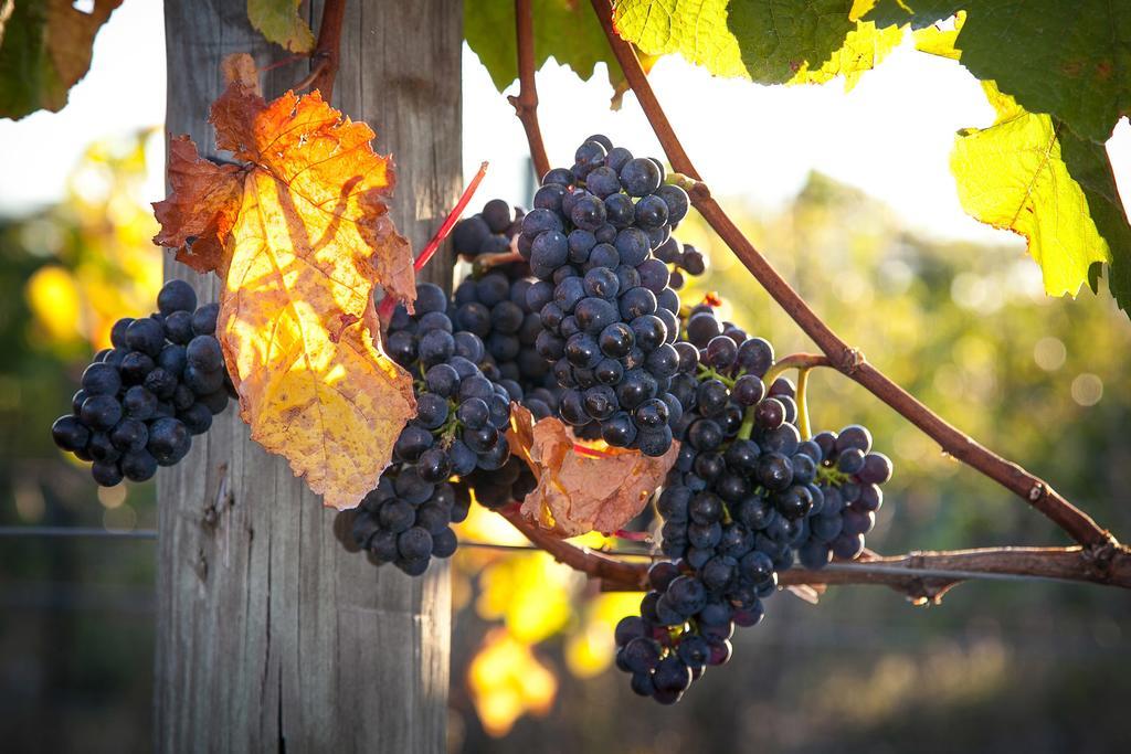 Straw Lodge Vineyard And Boutique Lodging Ренвік Екстер'єр фото